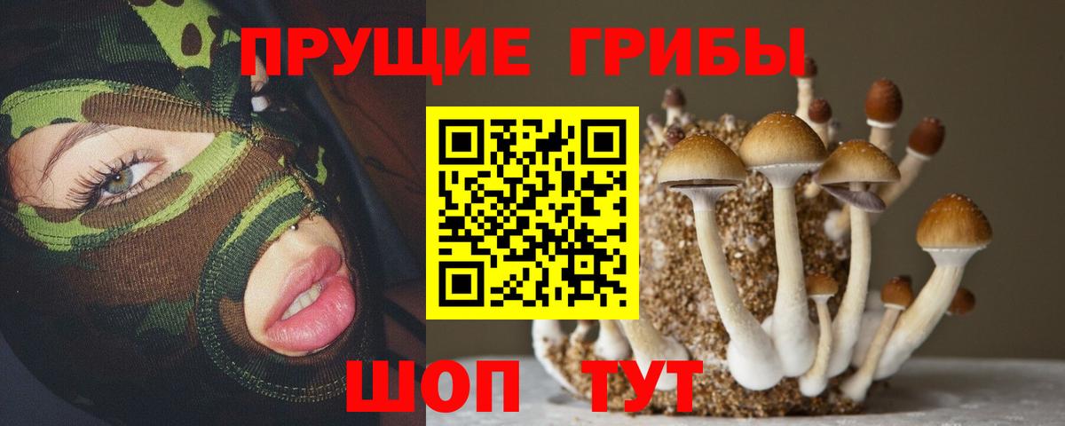 Псилоцибиновые грибы Cubensis Касимов